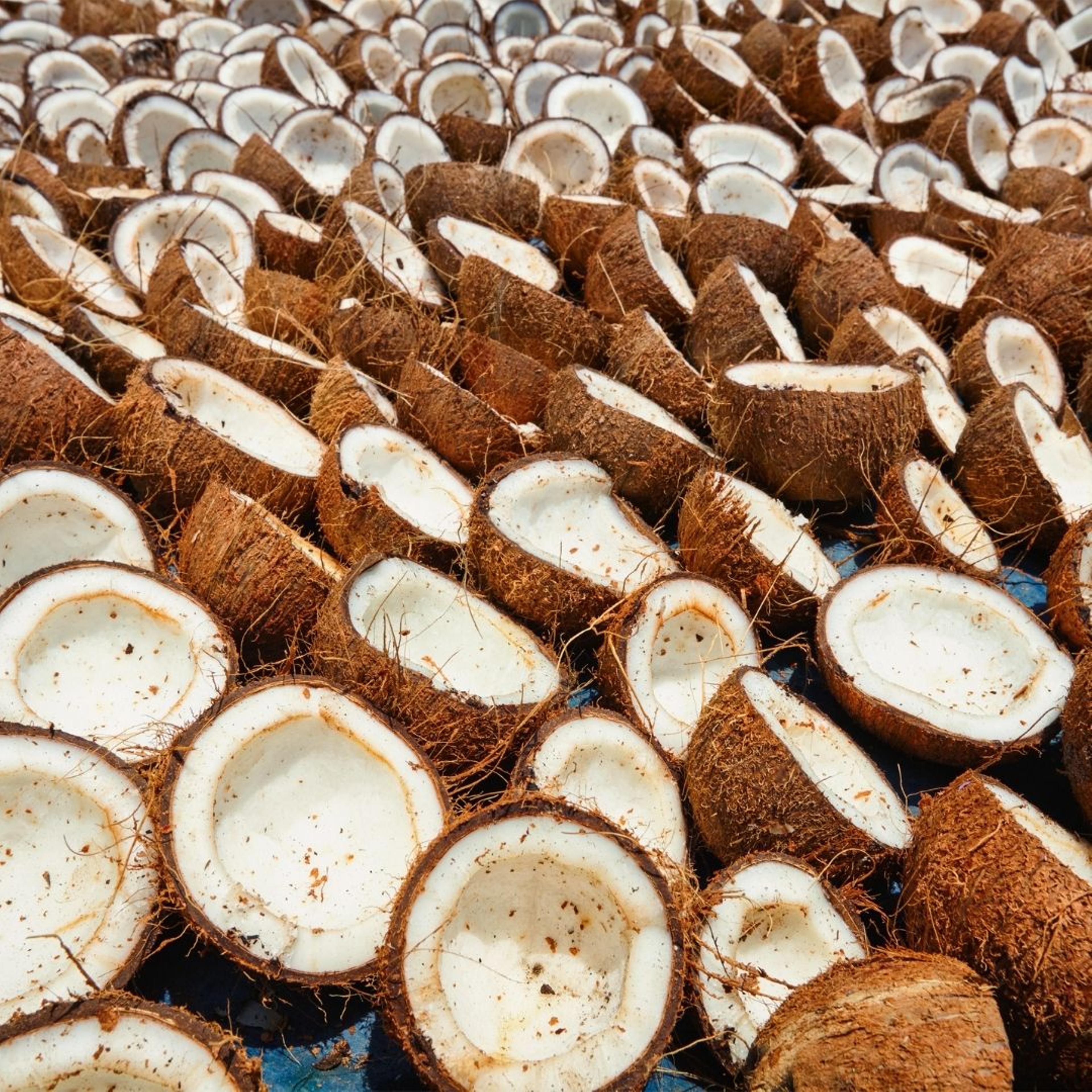 Dry Coconut