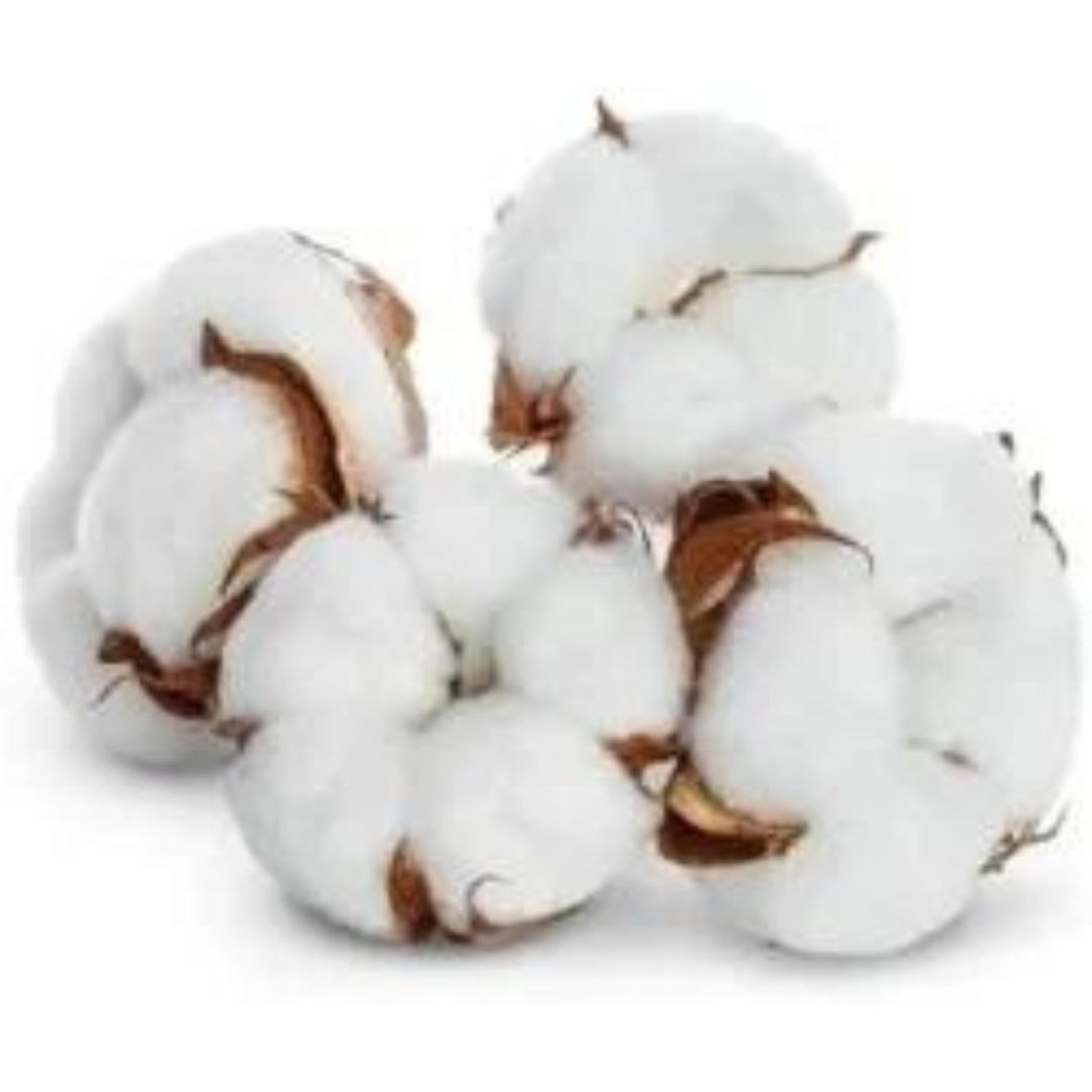 Cotton Seed