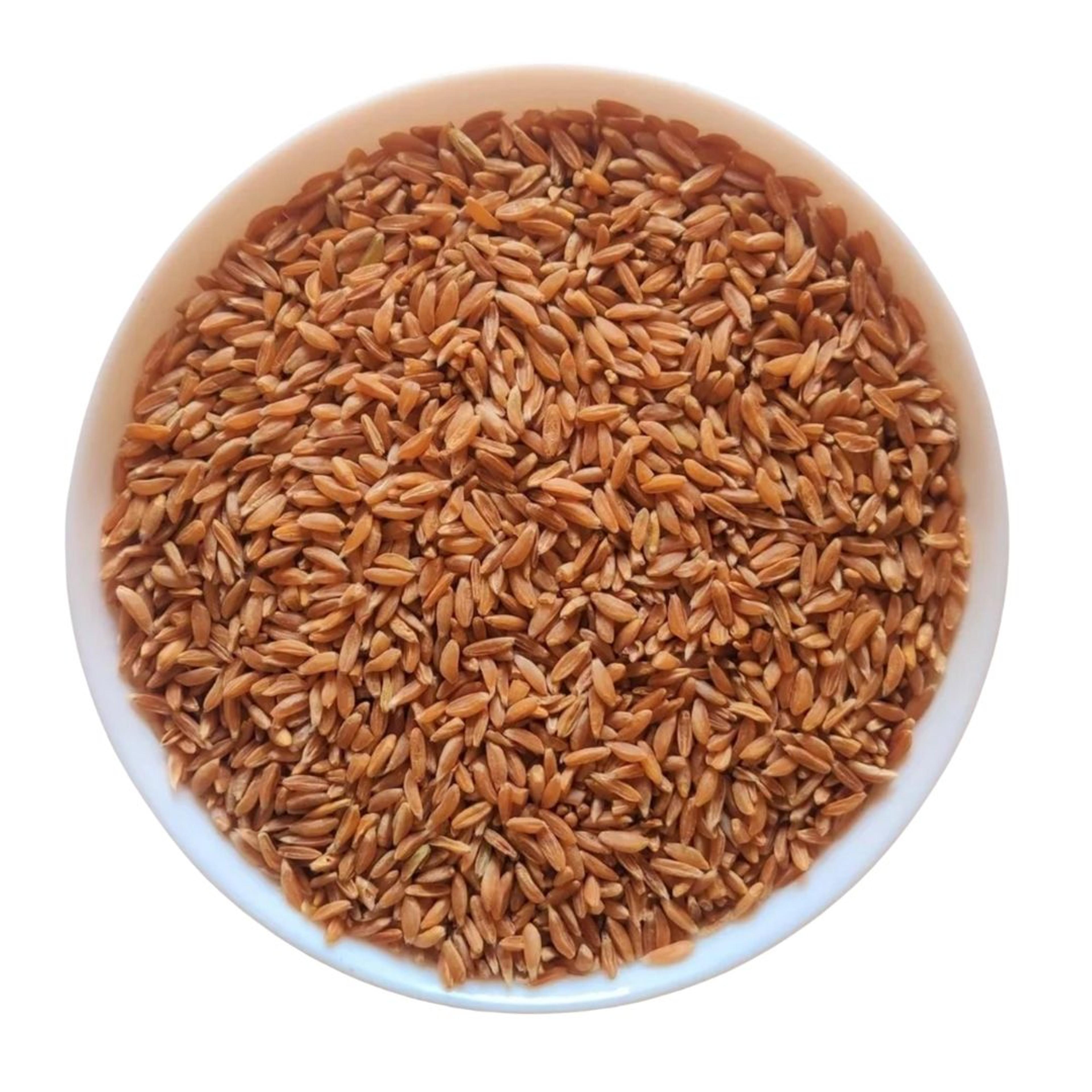 Whole Samba Wheat